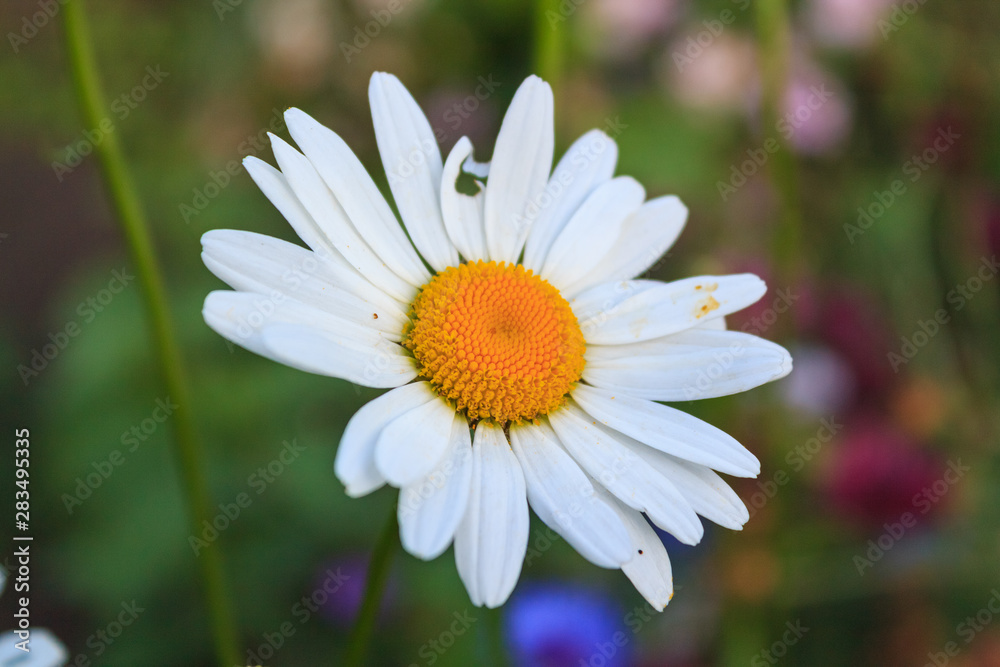 Fototapeta premium Bright and colorful daisies. floral background.