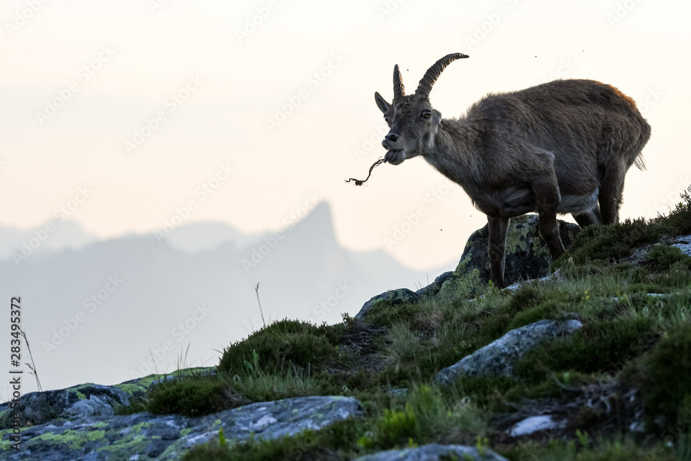 funny feeding Alpine ibex in front of Stockhorn in the Bernese Alps