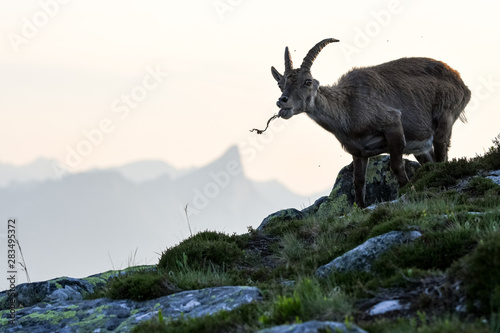 funny feeding Alpine ibex in front of Stockhorn in the Bernese Alps