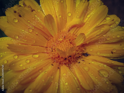 Beauty is calendula