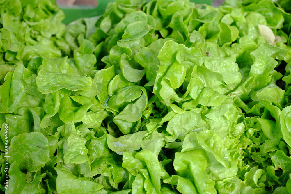 Eichblattsalat - frisch geerntet Eichblattsalat - frisch geerntet