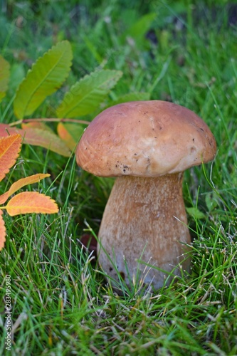 Boletus edulis, edible mushroom in forest. Porcini mushroom healthy and delicates food