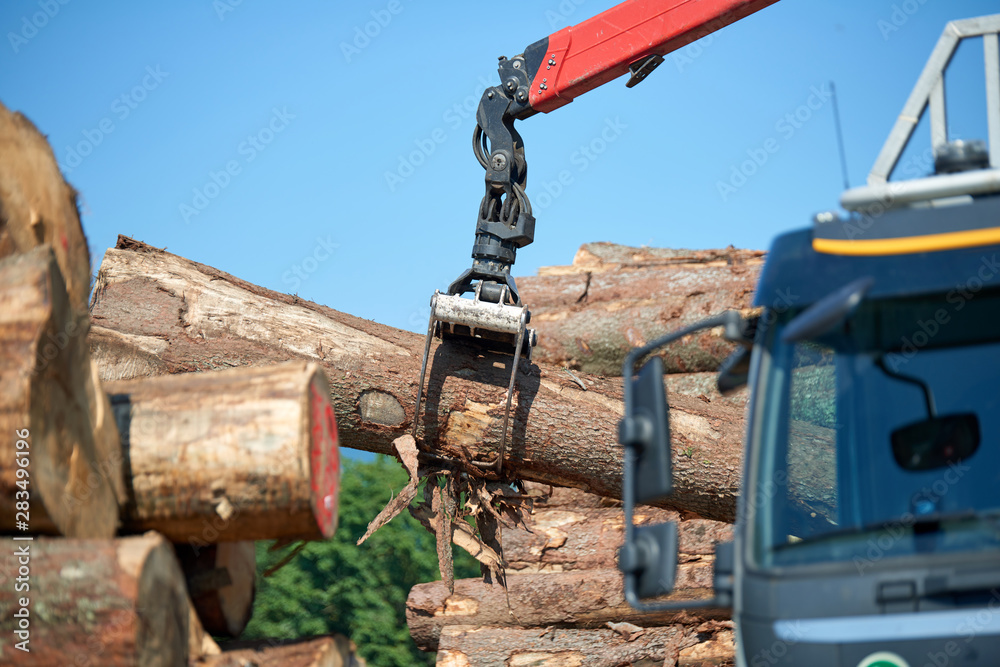 Fototapeta premium Heavy lifting crane loading cut wooden logs Crane operator loading logs on to truck - logs and woodpiles