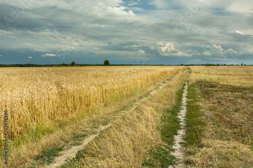 Dirt road and field of grain