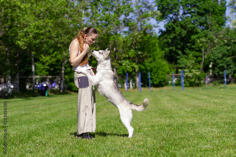 Young beautiful curly girl playing with her dog with a plate of frisbee in summer park. Siberian husky dog. Young beautiful curly girl playing with her dog with a plate of frisbee in summer park. Siberian husky dog.