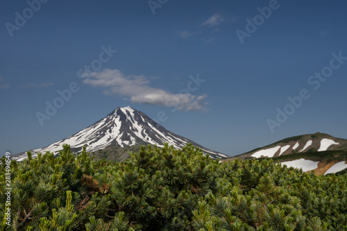 Symmetrical cone of Vilyuchik (also known: Vilyuchinsky Sopka), a stratovolcano in the southern part of Kamchatka Peninsulain Russian Far East. Siberian pine (Latin: Pinus sibirica) foliage in front.