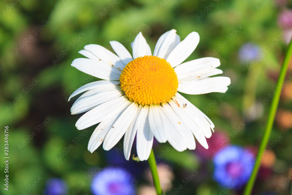 Fototapeta premium Bright and colorful daisies. floral background.