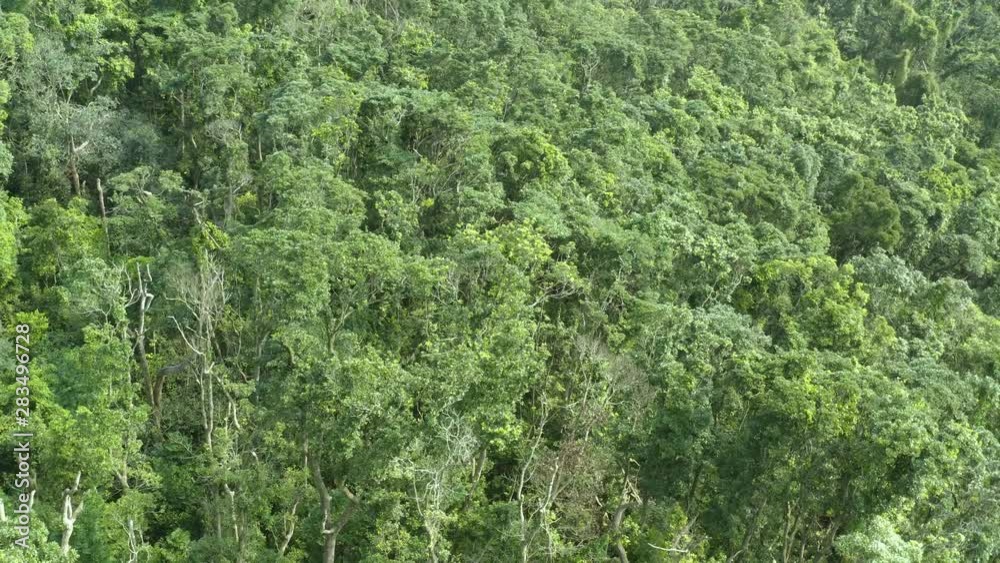 Drone view of magical scenery of rainforest and river with rocks. Wild. Sunlight. Drone view of magical scenery of rainforest and river with rocks. Wild. Sunlight.