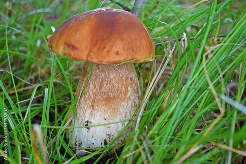 Boletus edulis, edible mushroom in forest. Porcini mushroom healthy and delicates food