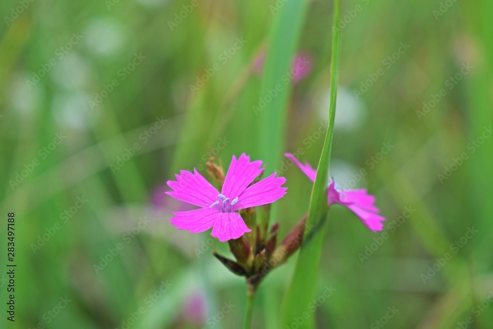 Beautiful wild pink carnation.Grows in fields and meadows. Beautiful wild pink carnation.Grows in fields and meadows.