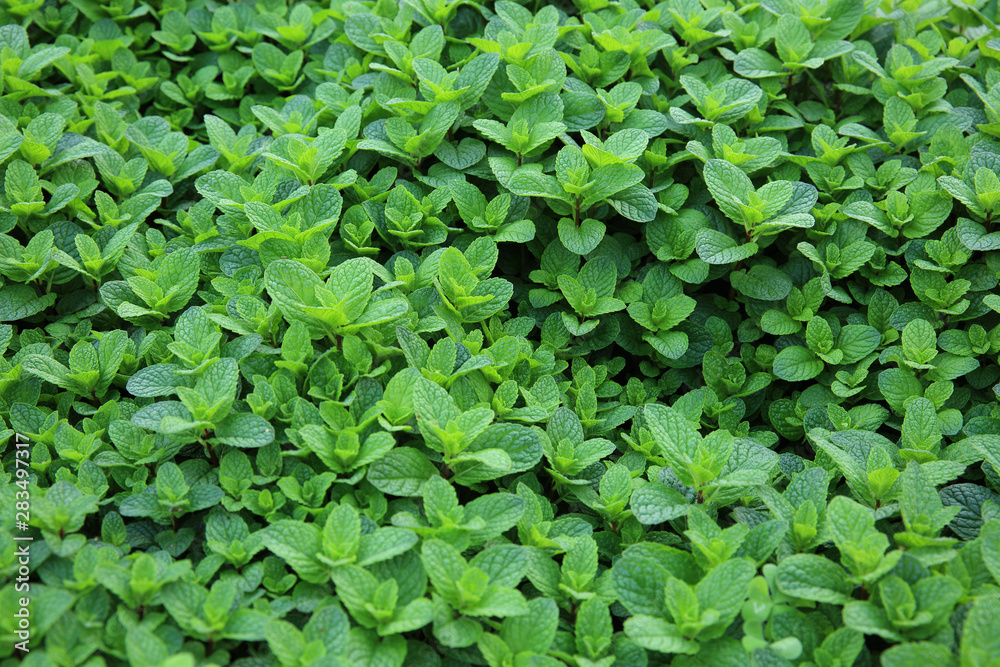 Dense mint plant growing at vegetable garden