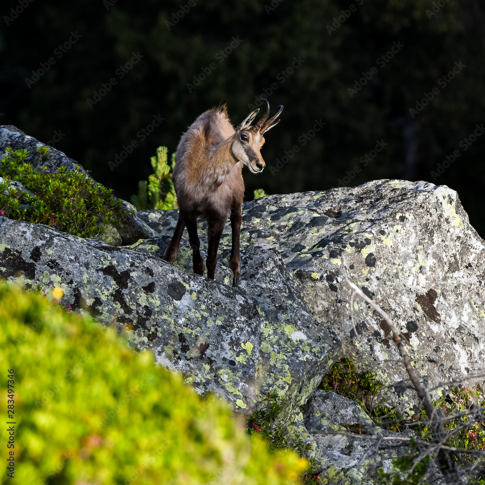 Gämse auf Felsen im Morgenlicht Gämse auf Felsen im Morgenlicht