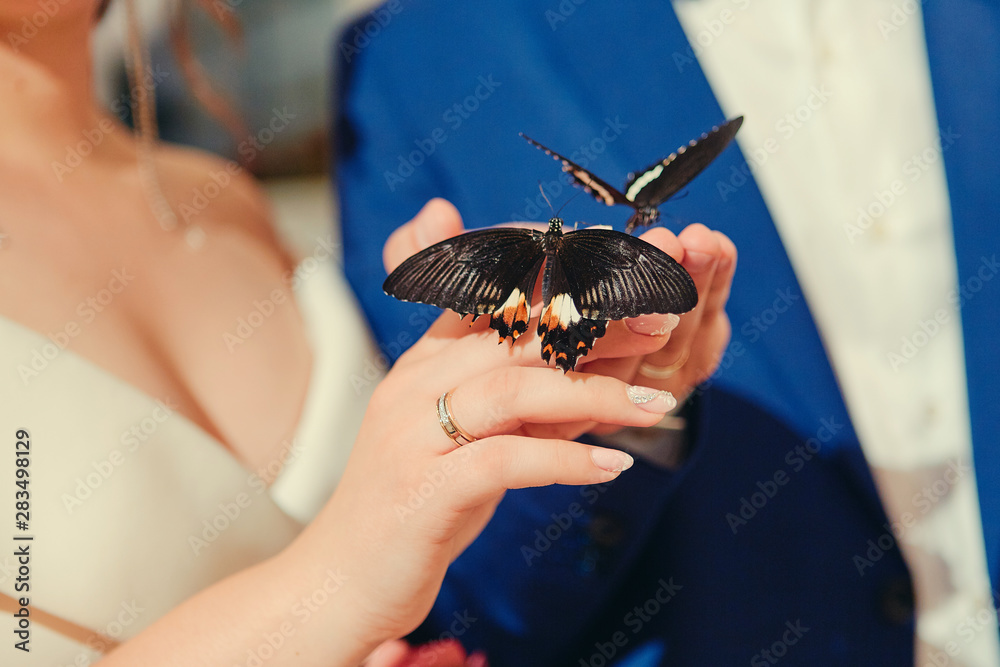 Obraz premium Newlyweds are holding live tropical butterflies