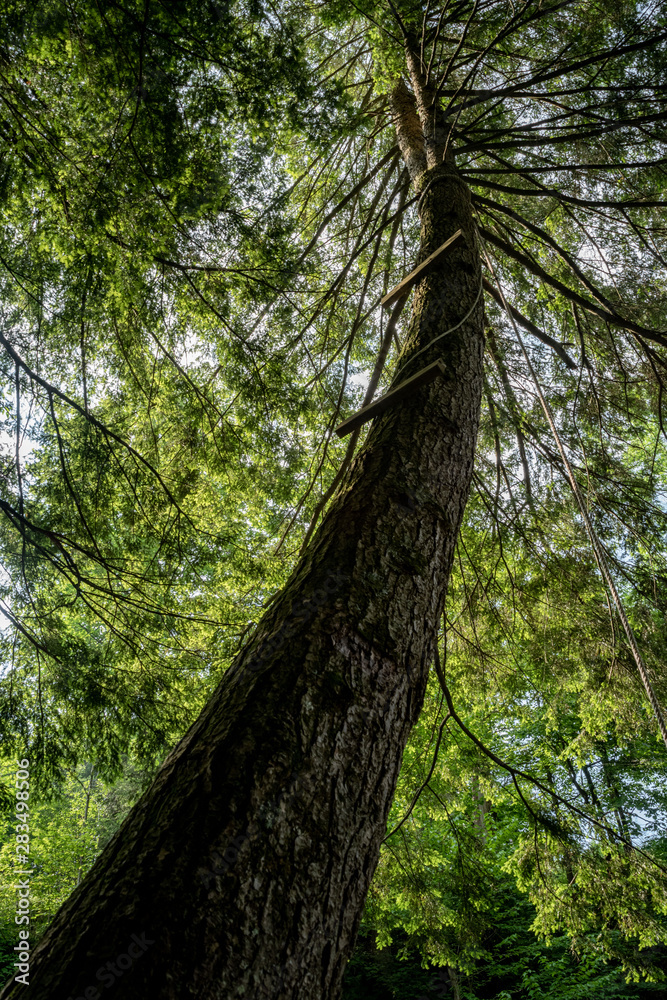 Fototapeta premium Tree Trunk in the Forest