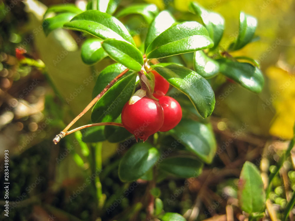Obraz premium Lingonberry (Cowberry)