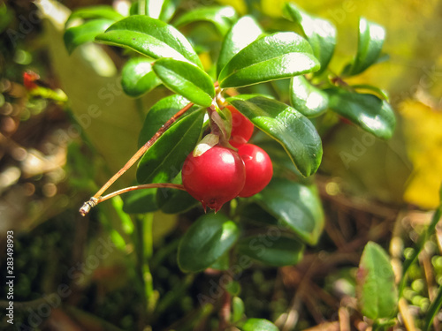 Lingonberry (Cowberry)