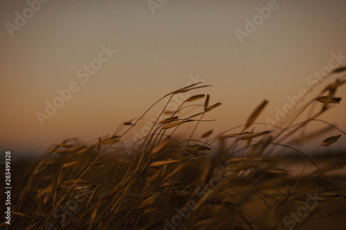 Grass