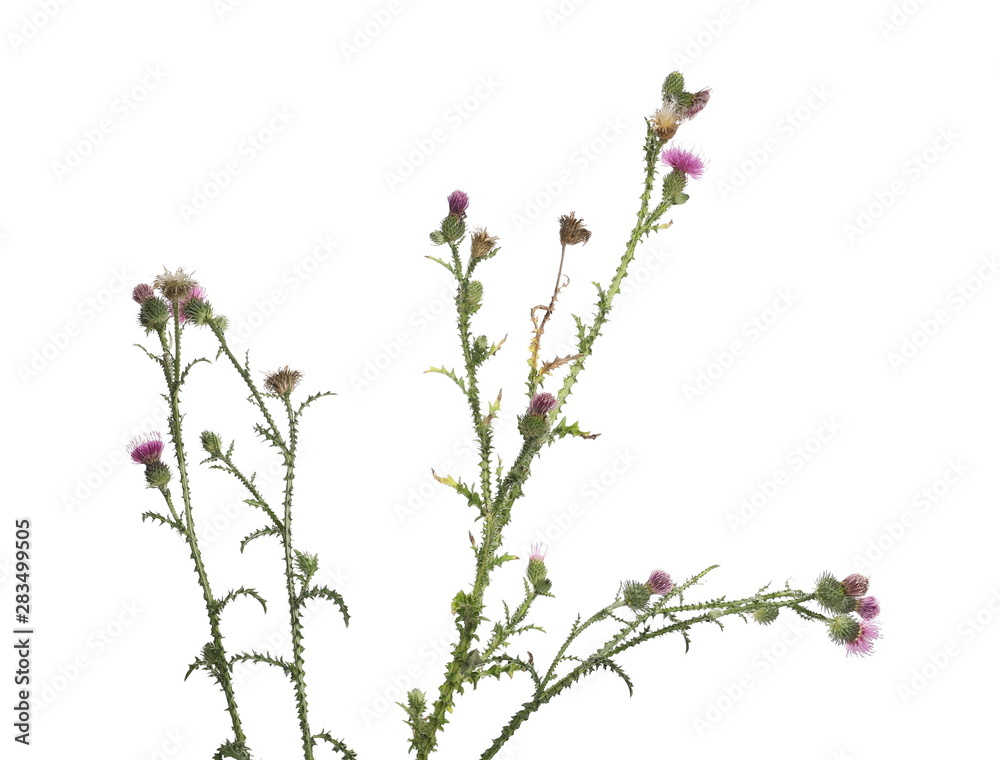 Fresh herbaceous plant, arctium burdock, thistle isolated on white background Fresh herbaceous plant, arctium burdock, thistle isolated on white background