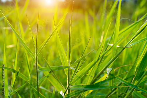Close up grass leaves with sunlight in blur background.