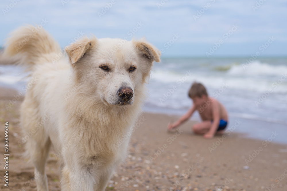White big dog walking along the seashore. The child is sitting on the back of the blur in the sand. White big dog walking along the seashore. The child is sitting on the back of the blur in the sand.