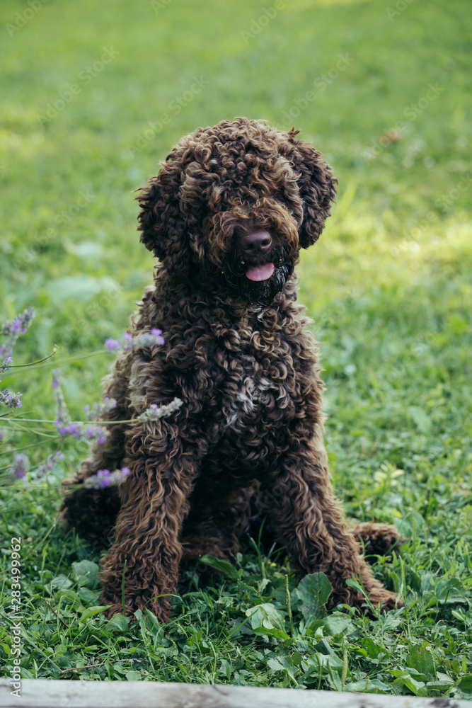 purebred dog playing outdoor in backyard