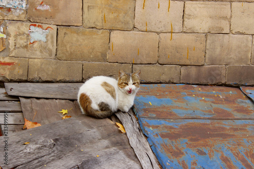 Animals, pets, stray cats concept. Stray cat outdoors. Pets, animals, cats concept. Cat on the street. © diesel_80