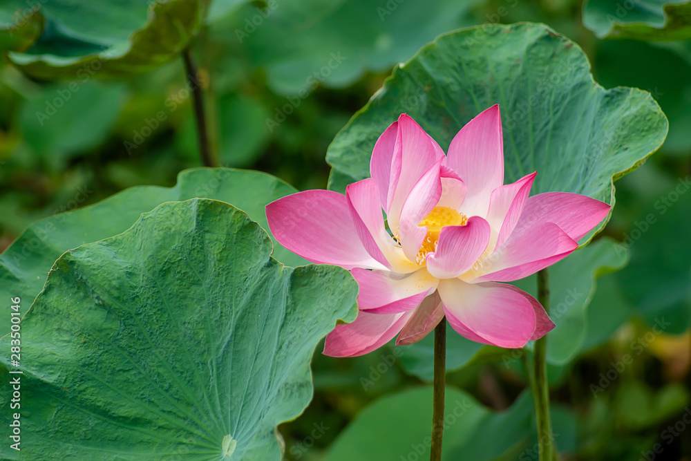 Beautiful pink lotus flower