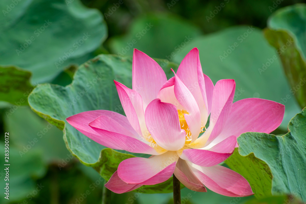 Beautiful pink lotus flower