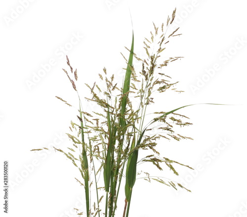 Fresh cane  reed seeds and grass  bulrush isolated on white background  clipping path
