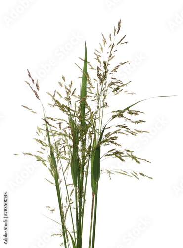 Fresh cane  reed seeds and grass  bulrush isolated on white background  clipping path