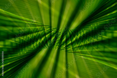 Close up of green palm leaf background