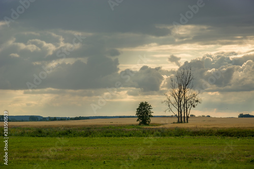 Trees on the meadow and cloudy sky