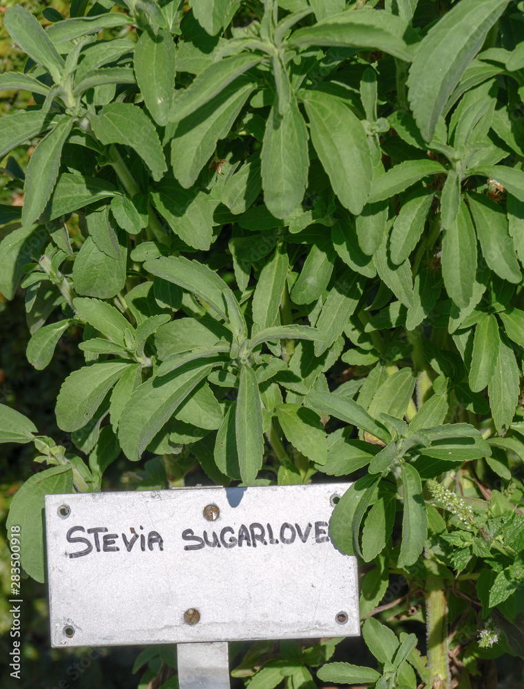 Stevia sugar love herb with name plate board StockFoto Adobe Stock