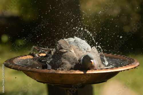 Fototapeta Naklejka Na Ścianę i Meble -  Woodpigeon Bathing in Bird Bath
