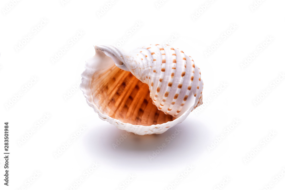 Sea natural shell, original pattern of marine life. Sea natural shell, original pattern of marine life.