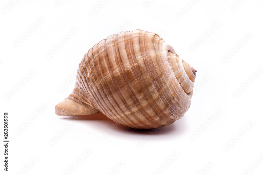 Sea natural shell, original pattern of marine life.