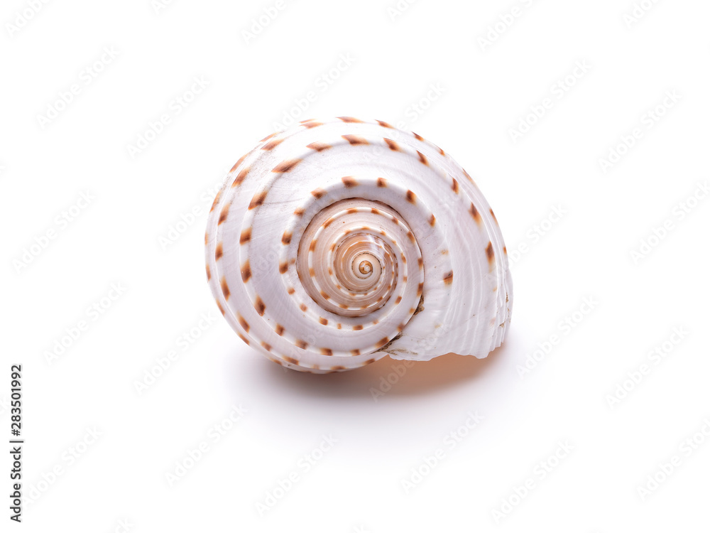Sea natural shell, original pattern of marine life. Sea natural shell, original pattern of marine life.