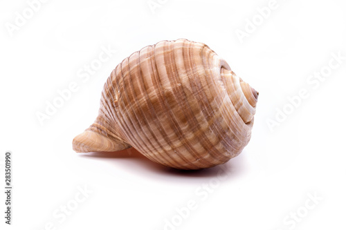 Sea natural shell, original pattern of marine life.