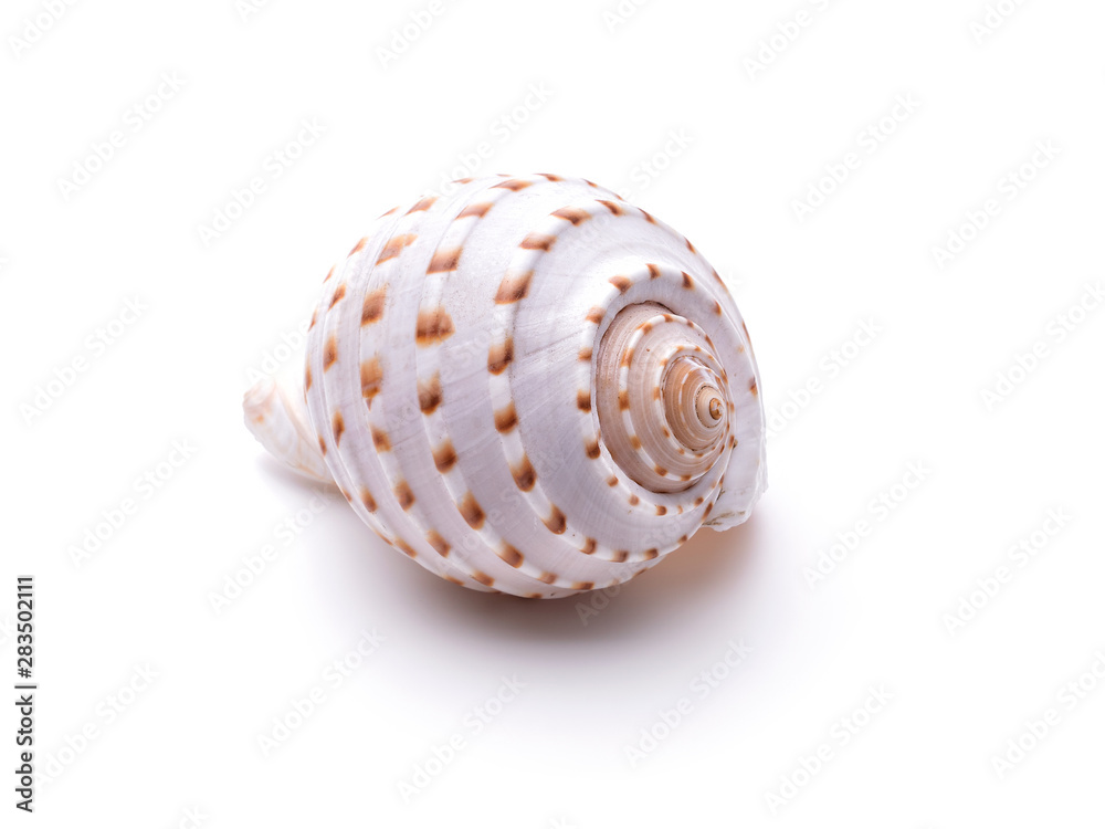 Sea natural shell, original pattern of marine life. Sea natural shell, original pattern of marine life.