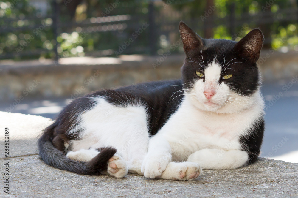 portrait of a cat on the city street