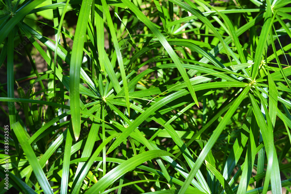 Bright saturated green leaves of the home cyperus flower, crossed by a network of linear leaves. Perennial herbaceous plant of the sedge family with thin green leaves, cyperus microcristatus, cyperus Bright saturated green leaves of the home cyperus flower, crossed by a network of linear leaves. Perennial herbaceous plant of the sedge family with thin green leaves, cyperus microcristatus, cyperus