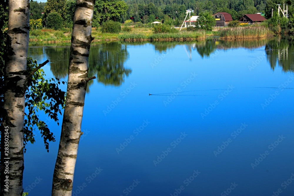 Fototapeta premium shore view of the lake and a duck floating on the smooth surface of the water