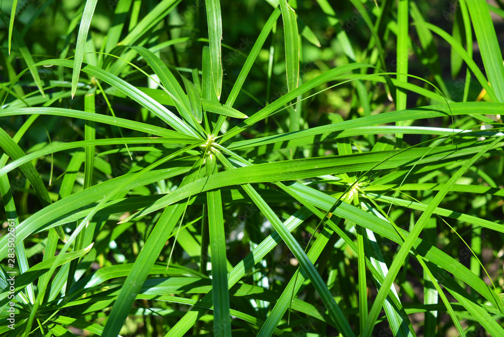Bright saturated green leaves of the home cyperus flower, crossed by a network of linear leaves. Perennial herbaceous plant of the sedge family with thin green leaves, cyperus microcristatus, cyperus Bright saturated green leaves of the home cyperus flower, crossed by a network of linear leaves. Perennial herbaceous plant of the sedge family with thin green leaves, cyperus microcristatus, cyperus