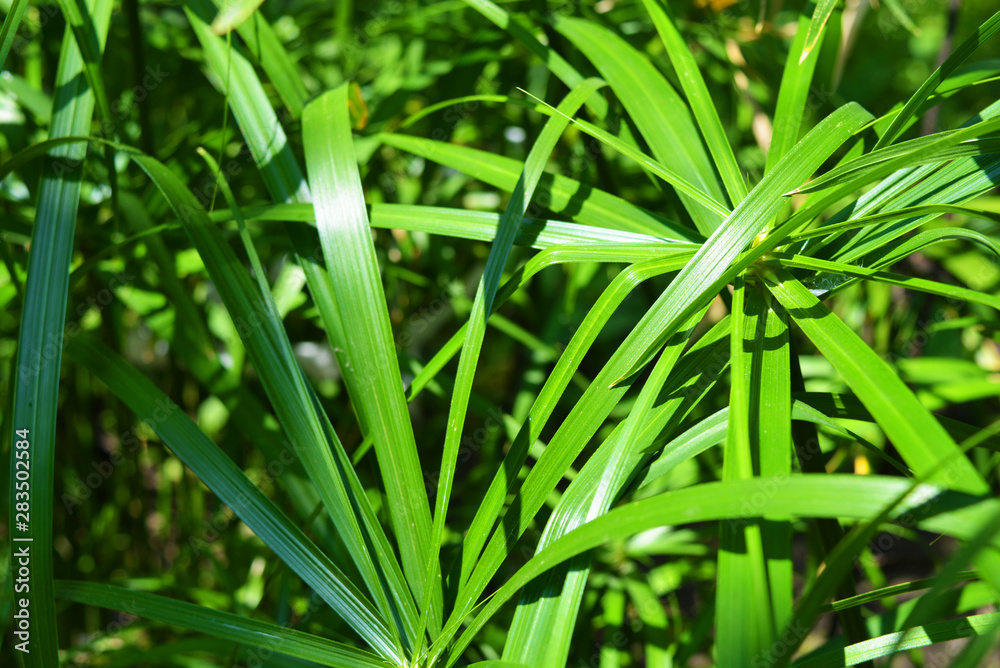 Bright saturated green leaves of the home cyperus flower, crossed by a network of linear leaves. Perennial herbaceous plant of the sedge family with thin green leaves, cyperus microcristatus, cyperus Bright saturated green leaves of the home cyperus flower, crossed by a network of linear leaves. Perennial herbaceous plant of the sedge family with thin green leaves, cyperus microcristatus, cyperus