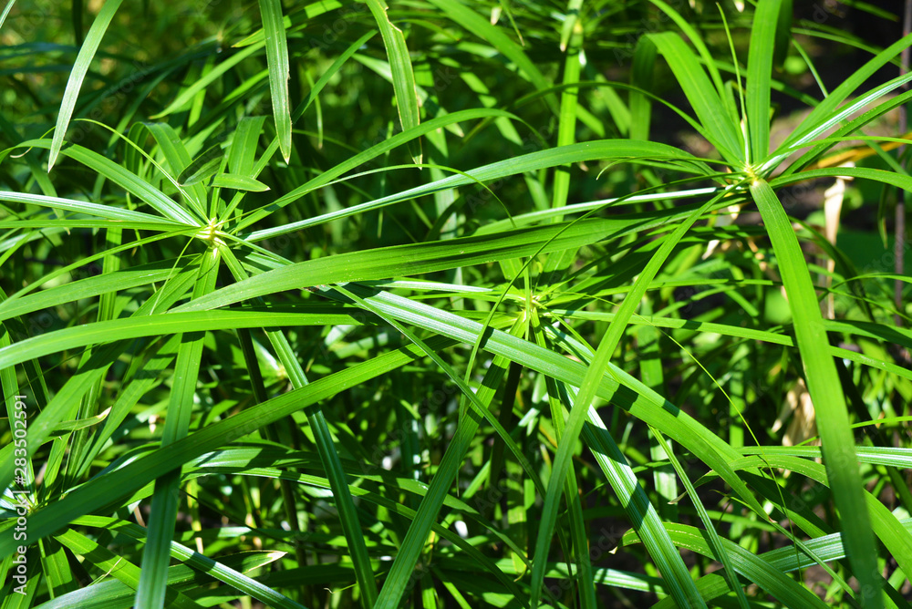 Bright saturated green leaves of the home cyperus flower, crossed by a network of linear leaves. Perennial herbaceous plant of the sedge family with thin green leaves, cyperus microcristatus, cyperus Bright saturated green leaves of the home cyperus flower, crossed by a network of linear leaves. Perennial herbaceous plant of the sedge family with thin green leaves, cyperus microcristatus, cyperus