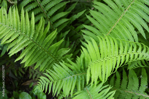 Bright and colorful green long fern leaves with an original structure and flowers, vascular plants, disambiguation.