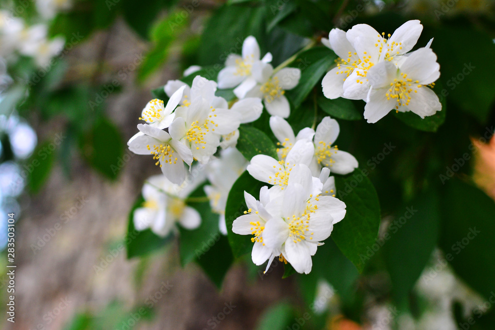 garden jasmine flowers close up garden jasmine flowers close up