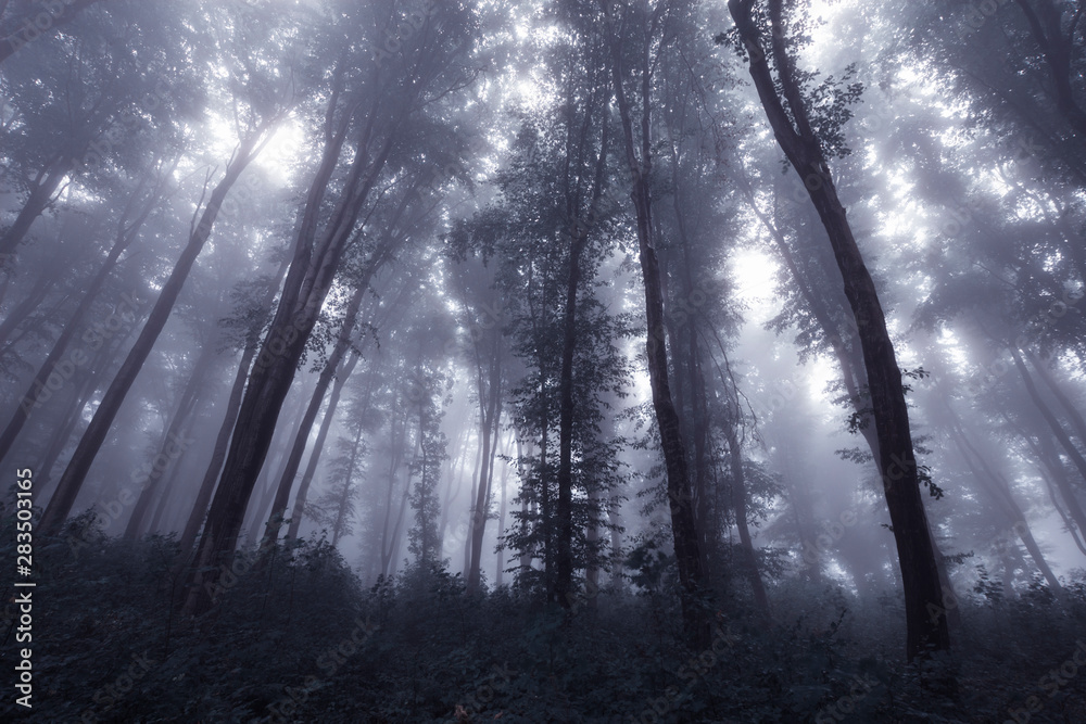 Fototapeta premium forest fog landscape, rainy weather in forest