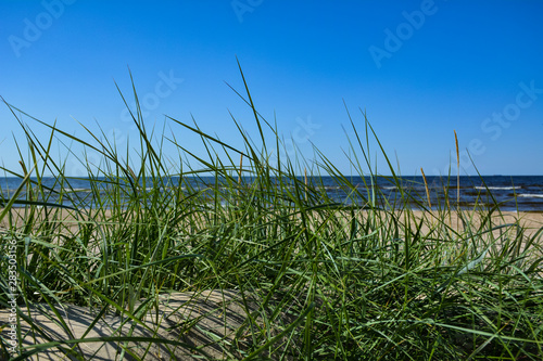 Green grass on the sand against the clear sky