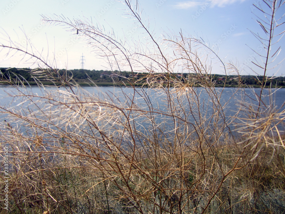 reeds in lake